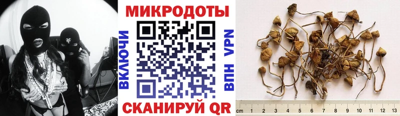 Псилоцибиновые грибы Psilocybine cubensis  Петровск-Забайкальский 